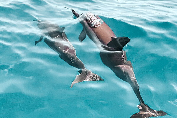 Swim with Dolphins and Whale watching speedboat trip